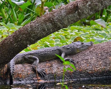 morelet's crocodile habitat